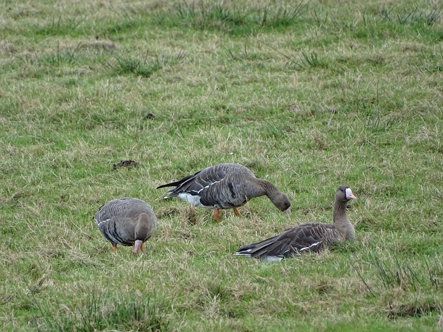 会继续以顽 会继续以顽